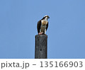 魚を捕まえて電柱の先に降り立つミサゴ 135166903