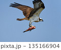 魚を捕まえて飛翔するミサゴ 135166904