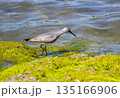 海辺を歩くキアシシギ 135166906