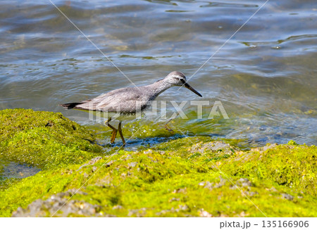 海辺を歩くキアシシギ 135166906