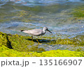 海辺を歩くキアシシギ 135166907