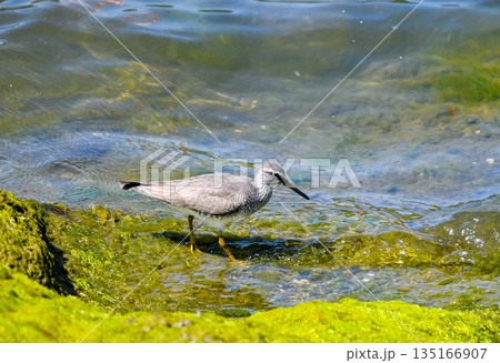 海辺を歩くキアシシギ 135166907