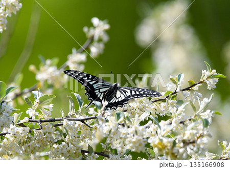 白い花の上を飛ぶアゲハチョウ 135166908