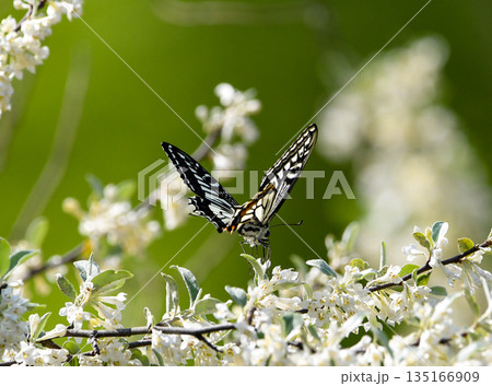 白い花の上を飛ぶアゲハチョウ 135166909