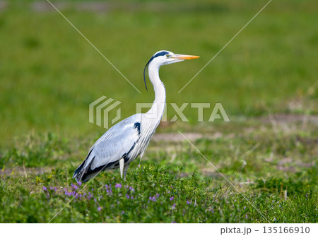 草むらに佇むアオサギ 135166910
