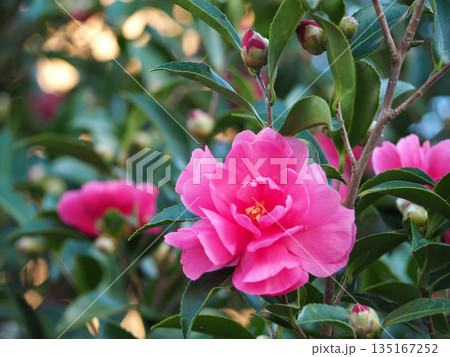 赤いサザンカの花 135167252