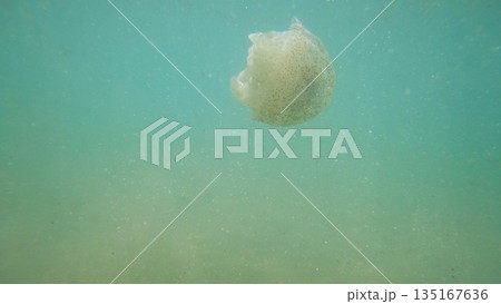 Jellyfish swimming in green water with particles floating around Jellyfish swimming in green water with particles floating around 135167636