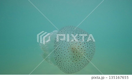 Australian spotted jellyfish is swimming in turquoise tropical water Australian spotted jellyfish is swimming in turquoise tropical water 135167655