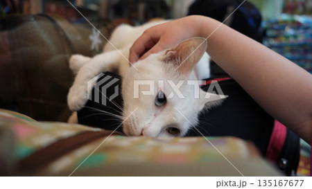 White cat enjoying cuddles from child's hand 135167677
