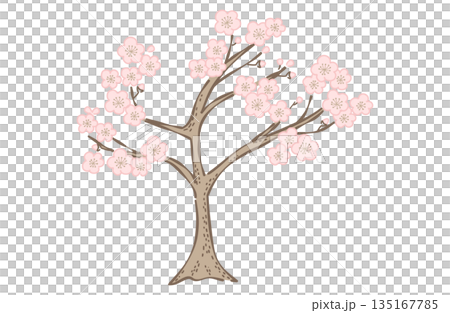 梅の木のイラスト(カラー線) 135167785
