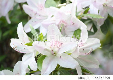 薄ピンクのつつじの花 135167806