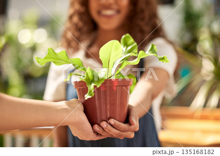 Hands, giving plant and sale in nursery for sustainable small business, retail and shopping for deal. Woman, plants and hand for growth, nature or sustainability on discount, sales or choice in store 135168182