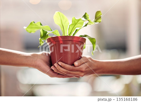 Hands, giving plant and sales in nursery for sustainable small business, retail and shopping for deal. Woman, plants and hand for growth, nature or sustainability on discount, sale or choice in store Hands, giving plant and sales in nursery for sustainable small business, retail and shopping for deal. Woman, plants and hand for growth, nature or sustainability on discount, sale or choice in store 135168186
