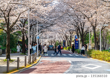 【東京都】満開の桜が綺麗な六本木さくら坂 135168310
