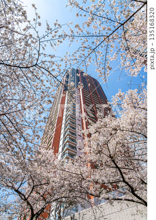 【東京都】満開の桜と六本木のタワーマンション 【東京都】満開の桜と六本木のタワーマンション 135168320