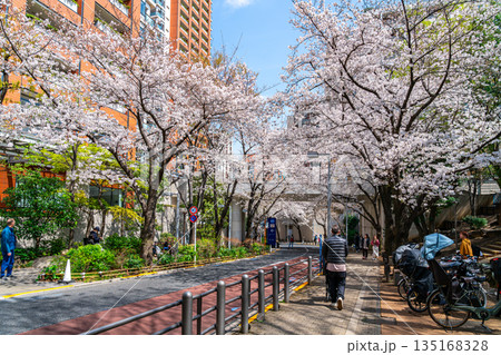 【東京都】満開の桜が綺麗な六本木さくら坂 135168328