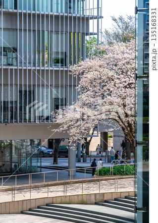 【東京都】六本木ヒルズに咲く1本の桜 135168331