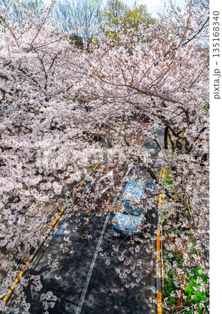 【東京都】満開の桜が綺麗な六本木さくら坂 135168340