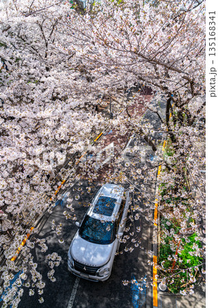 【東京都】満開の桜が綺麗な六本木さくら坂 135168341