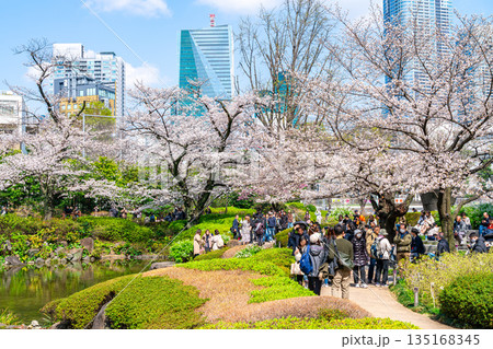 【東京都】満開の桜が綺麗な六本木の毛利庭園 135168345