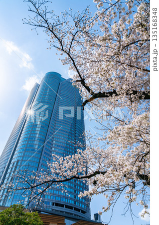 【東京都】満開の桜と六本木ヒルズ 135168348