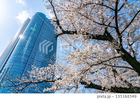 【東京都】満開の桜と六本木ヒルズ 【東京都】満開の桜と六本木ヒルズ 135168349