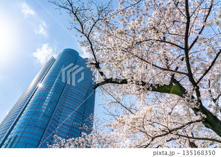 【東京都】満開の桜と六本木ヒルズ 【東京都】満開の桜と六本木ヒルズ 135168350