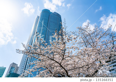 【東京都】満開の桜と六本木ヒルズ 135168351