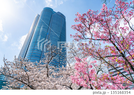 【東京都】満開の桜と六本木ヒルズ 【東京都】満開の桜と六本木ヒルズ 135168354