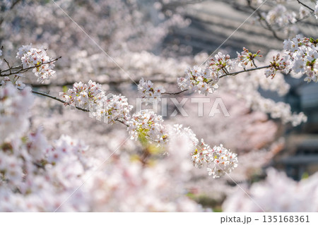 日差しに照らされて輝くように咲く満開の桜 日差しに照らされて輝くように咲く満開の桜 135168361