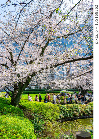【東京都】満開の桜が綺麗な六本木の毛利庭園 【東京都】満開の桜が綺麗な六本木の毛利庭園 135168362
