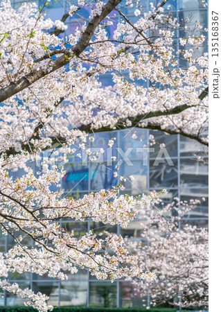 【東京都】満開の桜が綺麗な六本木の毛利庭園 135168367