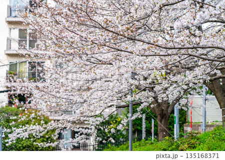 【東京都】満開の桜が綺麗な東京ミッドタウン 135168371