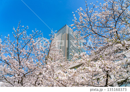 【東京都】満開の桜が綺麗な東京ミッドタウン 135168373