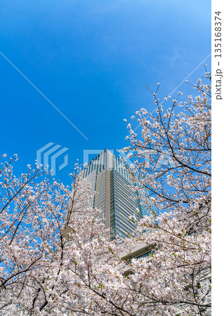 【東京都】満開の桜が綺麗な東京ミッドタウン 135168374