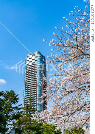【東京都】満開の桜とタワーマンション 135168377