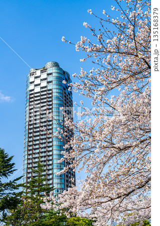 【東京都】満開の桜とタワーマンション 【東京都】満開の桜とタワーマンション 135168379
