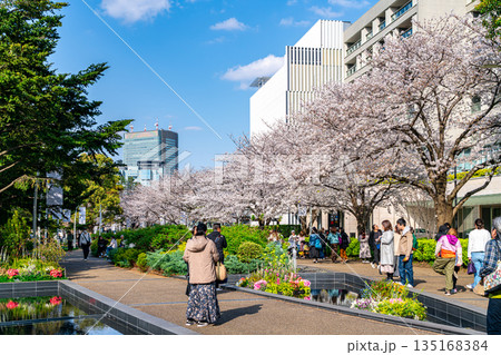【東京都】満開の桜が綺麗な東京ミッドタウン 135168384