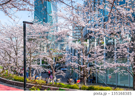 【東京都】満開の桜が綺麗な東京ミッドタウン 135168385
