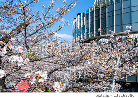 【東京都】満開の桜が綺麗な東京ミッドタウン 135168386