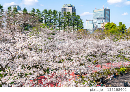 【東京都】満開の桜が綺麗な東京ミッドタウン 【東京都】満開の桜が綺麗な東京ミッドタウン 135168402