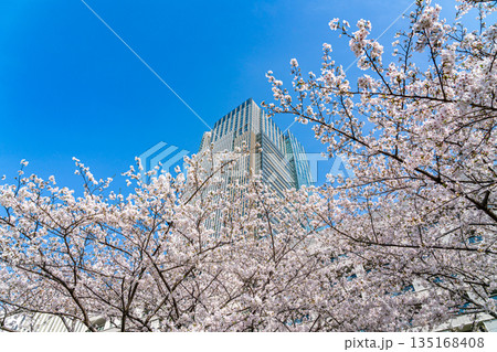【東京都】満開の桜が綺麗な東京ミッドタウン 135168408