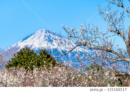 静岡 岩本山公園の梅と富士山 静岡 岩本山公園の梅と富士山 135168517