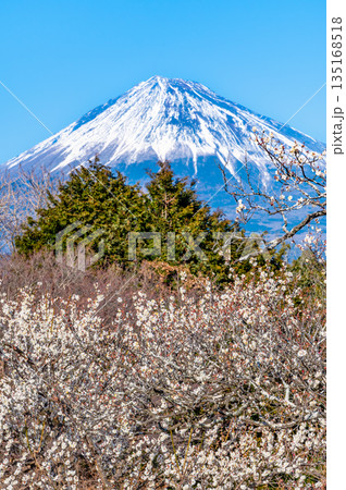 静岡 岩本山公園の梅と富士山 静岡 岩本山公園の梅と富士山 135168518