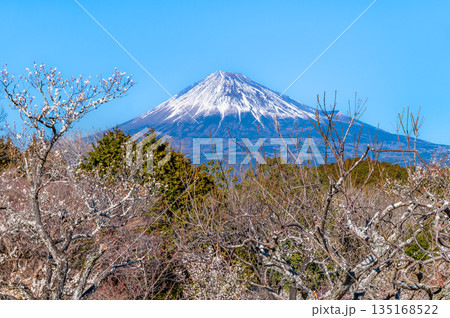 静岡 岩本山公園の梅と富士山 135168522