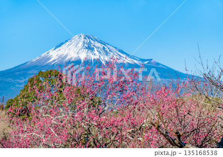 静岡 岩本山公園の梅と富士山 135168538