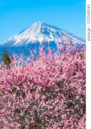 静岡 岩本山公園の梅と富士山 静岡 岩本山公園の梅と富士山 135168543