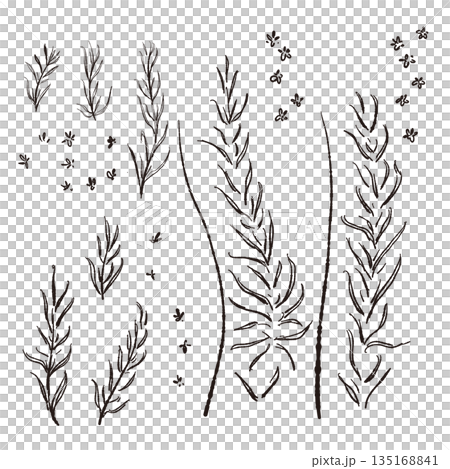 Hand-drawn monochrome illustrations of rosemary (frames, wreaths, patterns, etc.) Hand-drawn monochrome illustrations of rosemary (frames, wreaths, patterns, etc.) 135168841