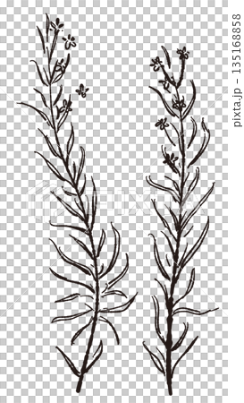 Hand-drawn monochrome illustrations of rosemary (frames, wreaths, patterns, etc.) Hand-drawn monochrome illustrations of rosemary (frames, wreaths, patterns, etc.) 135168858