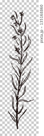 手繪單色迷迭香插圖（邊框、花圈、圖案等） 135168860
